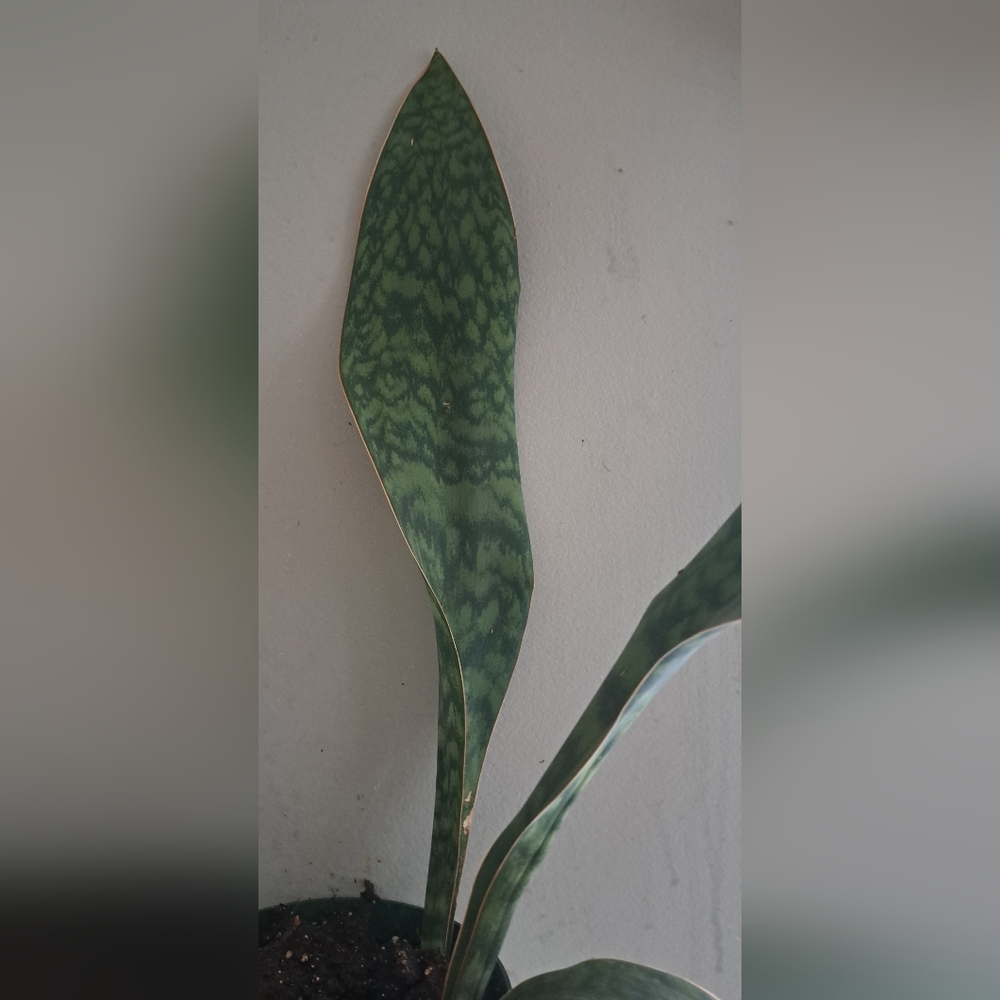 Got 3 Real LARGE WHALE FIN SNAKE PLANTS